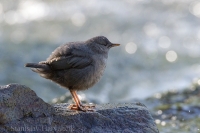 Vodnár tmavý - Cinclus mexicanus - American Dipper