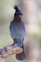 Kapuciarka diadémová - Cyanocitta stelleri - Steller's Jay