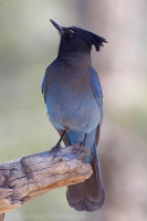 Kapuciarka diadémová - Cyanocitta stelleri - Steller's Jay
