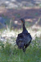 Morka divá - Meleagris gallopavo - Wild Turkey