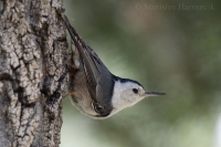 Brhlík bieloprsý - Sitta carolinensis - White-breasted Nuthatch