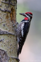 Miazgojed červenotylový - Sphyrapicus nuchalis - Red-naped Sapsucker 
