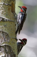 Miazgojed červenotylový - Sphyrapicus nuchalis - Red-naped Sapsucker 