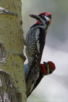 Miazgojed červenotylový - Sphyrapicus nuchalis - Red-naped Sapsucker 