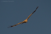 Orol iberský - Spanisch Imperial Eagle