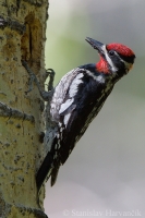 Miazgojed červenotylový - Sphyrapicus nuchalis - Red-naped Sapsucker 