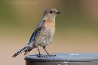 Salašník hájový - Sialia mexicana - Western Bluebird