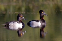 Chochlačka obojková - Aythya collaris - Ring-necked Duck