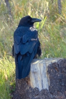 Krkavec čierny - Corvus corax - Raven