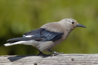 Orešnica borovicová - Nucifraga columbiana - Clark's Nutcracker