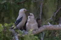 Orešnica borovicová - Nucifraga columbiana - Clark's Nutcracker