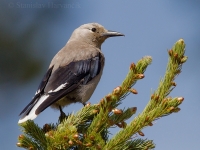 Orešnica borovicová - Nucifraga columbiana - Clark's Nutcracker