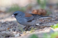 Strnádlik sivý - Junco hyemalis - Dark-eyed Junco