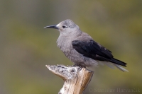 Orešnica borovicová - Nucifraga columbiana - Clark's Nutcracker