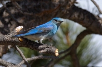 Salašník horský - Sialia currucoides - Mountain Bluebird