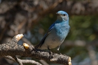 Salašník horský - Sialia currucoides - Mountain Bluebird