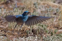 Salašník horský - Sialia currucoides - Mountain Bluebird