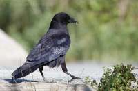 Vrana krátkozobá - Corvus brachyrhynchos - American Crow