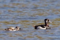 Chochlačka obojková - Aythya collaris - Ring-necked Duck