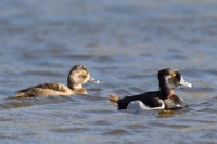 Chochlačka obojková - Aythya collaris - Ring-necked Duck
