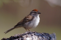 Strnádlik vrabčí - Spizella passerina - Chipping Sparrow