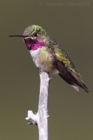 Čmeľovec širokochvostý - Selasphorus platycercus - Broad-tailed Hummingbird