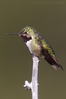 Čmeľovec širokochvostý - Selasphorus platycercus - Broad-tailed Hummingbird