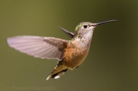Čmeľovec širokochvostý - Selasphorus platycercus - Broad-tailed Hummingbird