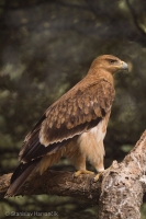Orol iberský - Spanisch Imperial Eagle