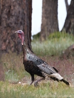 Morka divá - Meleagris gallopavo - Wild Turkey
