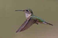 Čmeľovec širokochvostý - Selasphorus platycercus - Broad-tailed Hummingbird