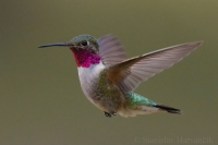Čmeľovec širokochvostý - Selasphorus platycercus - Broad-tailed Hummingbird