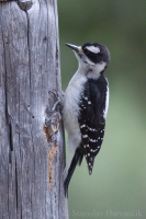 Ďateľ ozdobný - Picoides (Dryobates) pubescens - Downy Woodpecker