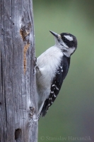 Ďateľ ozdobný - Picoides (Dryobates) pubescens - Downy Woodpecker