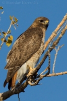 Myšiak hrdzavochvostý - Buteo jamaicensis - Red-tailed Hawk