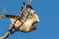 Myšiak hrdzavochvostý - Buteo jamaicensis - Red-tailed Hawk