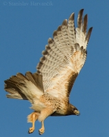 Myšiak hrdzavochvostý - Buteo jamaicensis - Red-tailed Hawk
