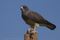 Myšiak prériový - Buteo swainsoni - Swainson's Hawk
