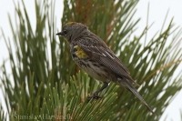 Horárik zlatohlavý - Dendroica coronata - Yellow-rumped Warbler