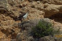 Orol jastrabovitý - Bonelli´s Eagle
