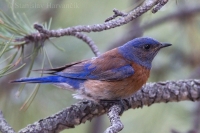 Salašník hájový - Sialia mexicana - Western Bluebird