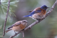 Salašník hájový - Sialia mexicana - Western Bluebird