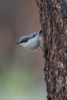Brhlík drobný - Sitta pygmaea - Pygmy Nuthatch