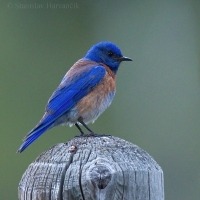 Salašník hájový - Sialia mexicana - Western Bluebird