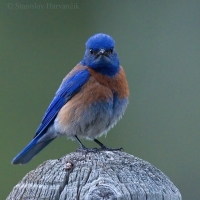 Salašník hájový - Sialia mexicana - Western Bluebird