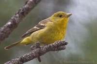 Piranga čiernochrbtá - Piranga ludovicana - Western Tanager 