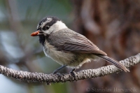 Sýkorka Gambelova - Poecile gambeli - Mountain Chickadee