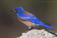 Salašník hájový - Sialia mexicana - Western Bluebird