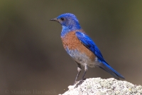 Salašník hájový - Sialia mexicana - Western Bluebird