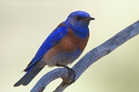 Salašník hájový - Sialia mexicana - Western Bluebird